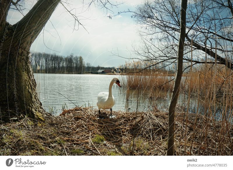 Erst mal ankommen Höckerschwan stehen Anmut Eleganz entspannen draußen Wildtier Tierporträt Ganzkörperaufnahme Schwan See Landschaft Natur Umwelt Biotop