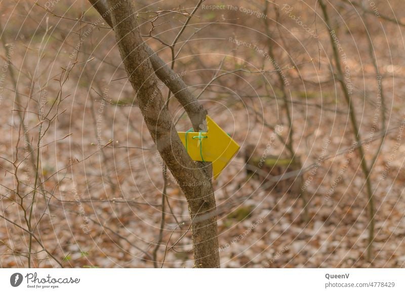 Gelber Pfeil im Wald Pfad Weg Fußweg Natur Spaziergang Richtung wandern Erholung Wege & Pfade Jakobsweg Einsamkeit Umwelt Menschenleer Herbst Tag Bäume Baum