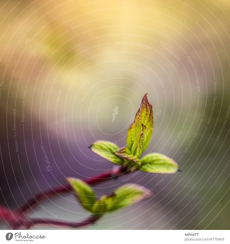 Licht ist Leben Frühling Blatt jung Blattknospe Blattgrün frisch Trieb Knospe wachsen zart hellgrün Pflanze Wachstum Schwache Tiefenschärfe Nahaufnahme