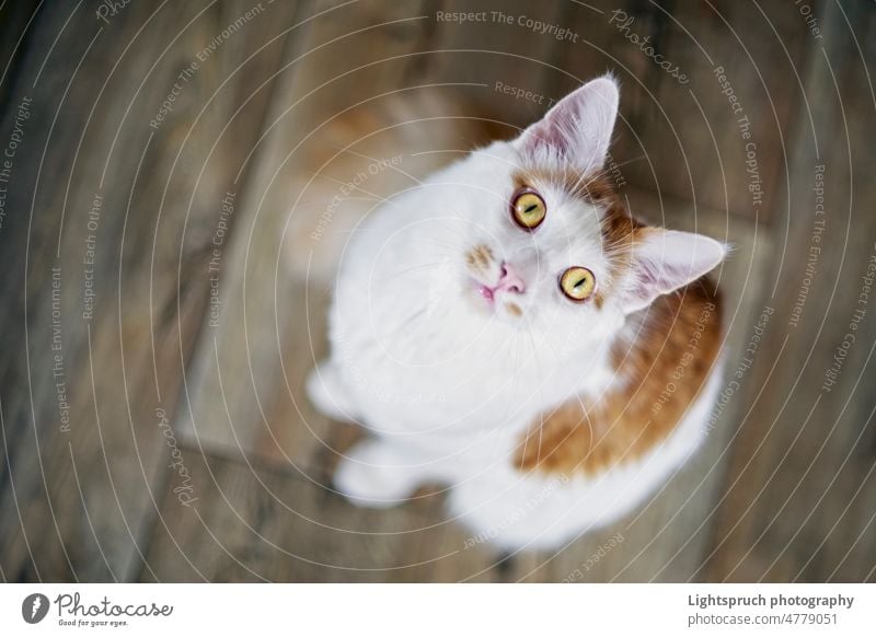 Niedliche Langhaarkatze, die neugierig in die Kamera schaut. Hohe Winkelansicht mit Weichzeichner. Katze Blick Hochwinkelansicht Selektiver Fokus vertikal