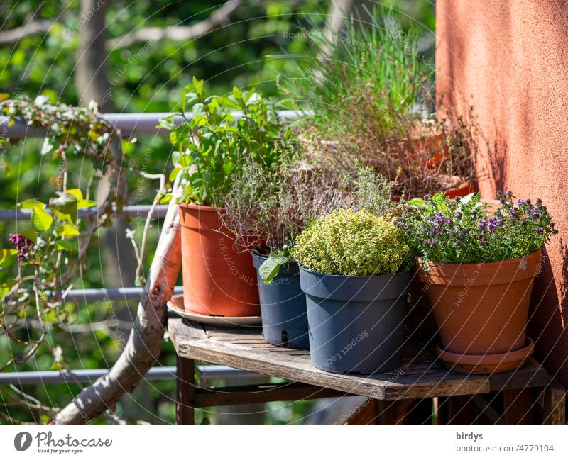 Kräuter auf dem Balkon, frische Küchenkräuter in Töpfen Kräuter & Gewürze Pflanzen Gesunde Ernährung Tisch Lebensmittel Minze Thymian Schnittlauch Bohnenkraut