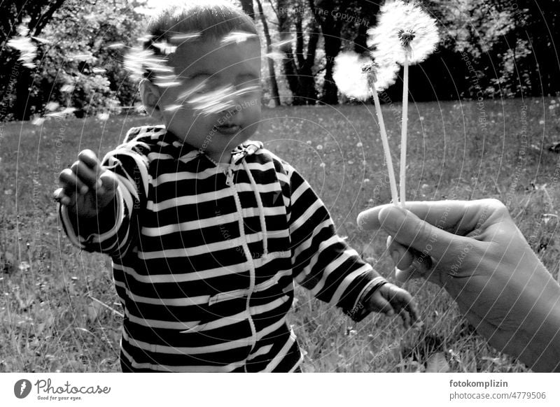 Kleinkind entdeckt Pusteblumen Kind Natur Leichtigkeit Junge Löwenzahn fühlen wahrnehmen Kindheit Kindheitserinnerung Wiese erkunden Neugier Lebensfreude