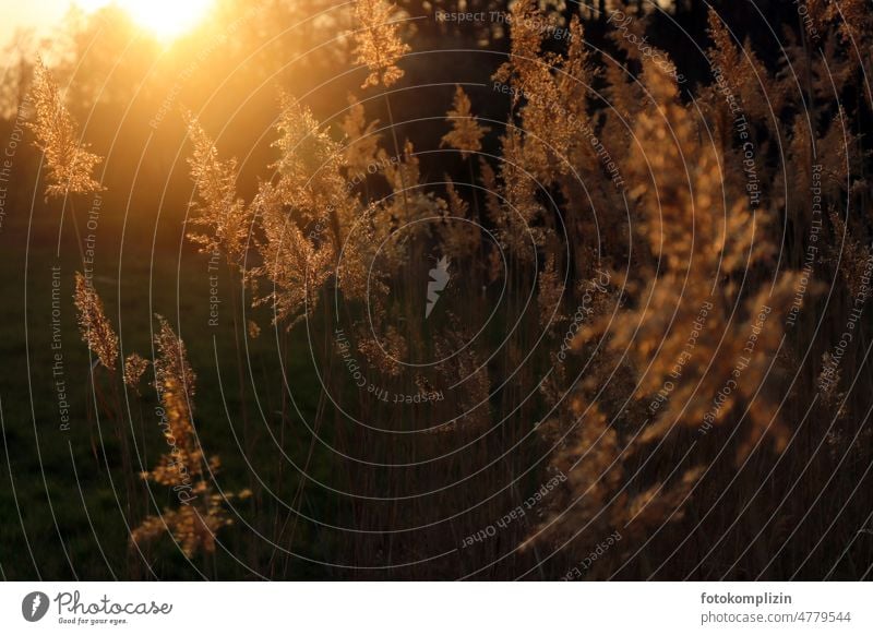 im Abendlicht leuchtendes Schilfgras Schilfrohr Licht Gras Pflanze golden goldene stunde Sonnenlicht Abendstimmung gräser schilfrohr Sonnenuntergang Natur