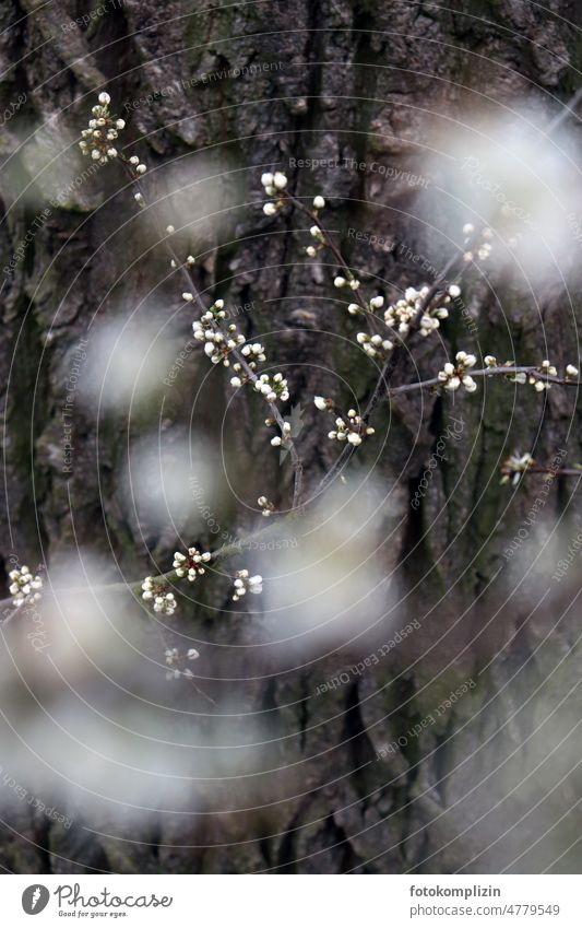 blühender Zweig vor rissiger alter Rinde blüht Baum Frühlingsgefühle Pflanze Blüte filigran Unschärfe Leben Blütenknospen Kirschblüten Blütezeit Ast texturiert