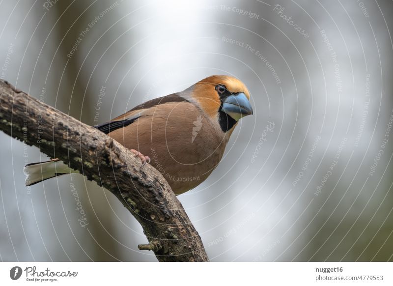 Kernbeißer auf Ast sitzend Fink Vogel Vögel Tier Singvogel Natur Außenaufnahme Wildtier Farbfoto Tierporträt Menschenleer Singvögel Umwelt Schnabel Feder