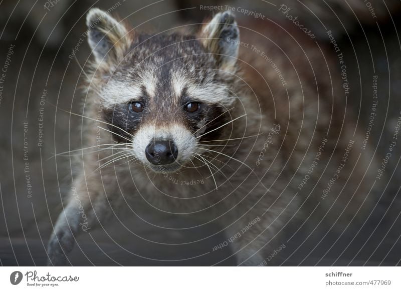 Waschen? Ich bin doch sauber! Tier Wildtier Tiergesicht Fell Pfote 1 Blick Freundlichkeit grau schwarz weiß betteln grinsen Knopfauge Waschbär drollig schön