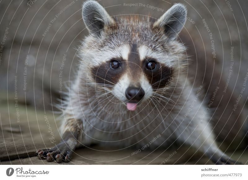 Bäh - Waschen ist was für Weicheier! Tier Wildtier Tiergesicht Fell Krallen Pfote 1 frech stachelig grau schwarz weiß drollig niedlich schön Knopfauge Zunge