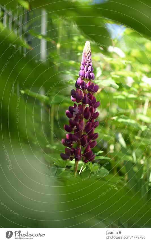 Lila Lupine Lila Blume lila Natur Blüte Pflanze violett Blühend Garten Farbfoto Frühling Schwache Tiefenschärfe Sommer natürlich Menschenleer Wachstum