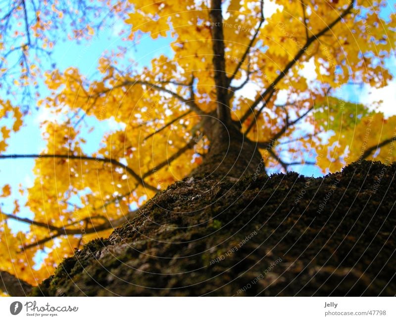 dem himmel entgegen Baum Blatt Wolken gelb braun Baumrinde Himmel blau-weiß Ast Natur