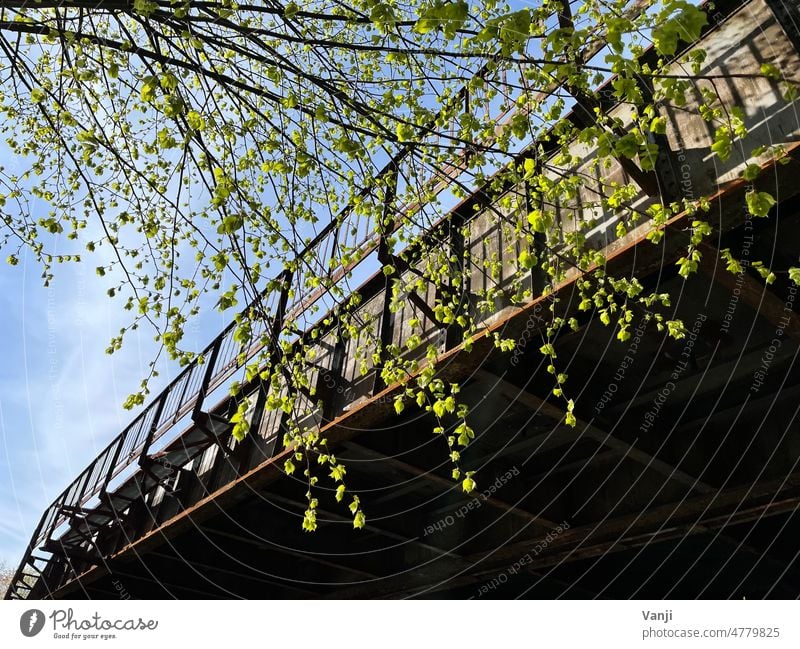 Brückenbild Geländer Untenansicht draussen draußen Äste Ast Baum Baumstamm Laub Blätter grün Natur Außenaufnahme Blatt Zweige u. Äste Farbfoto Tag Himmel