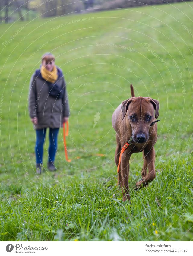 Junge Frau mit Hund auf einer grünen Wiese Gassi wiese schleppleine läufig ridgeback rodesien Jagdhund Säugetier Gassi gehen braun gassi Haustier Jäger laufen