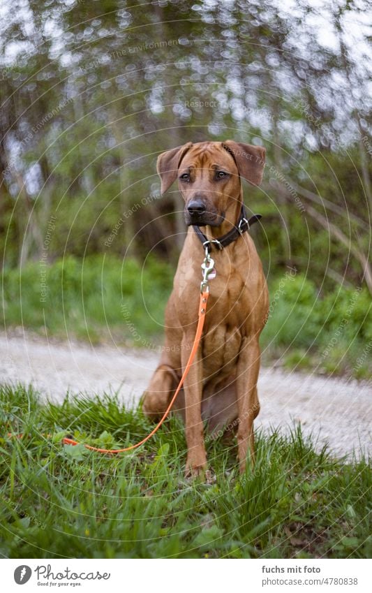 Rhodesien Ridgeback in der Natur. squirl barrel vintagelens jagdhund schleppleine Säugetier Hund Jagdhund Farbfoto Außenaufnahme Tierporträt Schnauze Haustier