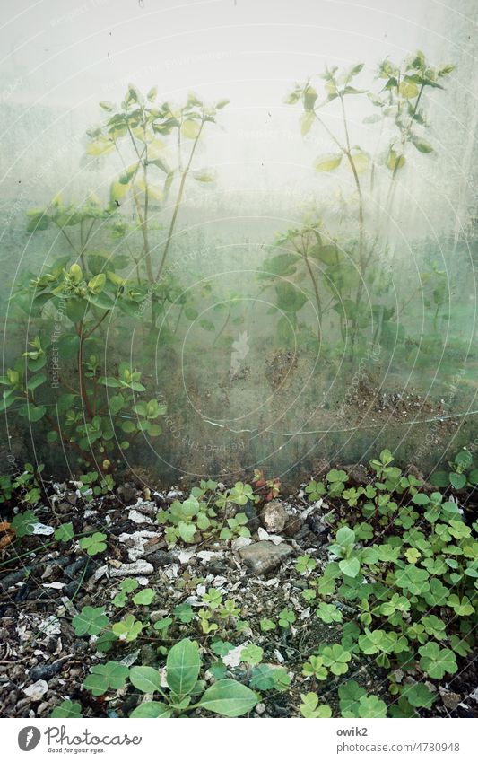 Im Dschungel Pflanze Sträucher Frühling Detailaufnahme Natur halbdurchsichtig unklar vage geheimnisvoll Sonnenlicht verschwommen grün Andeutung Farbfoto