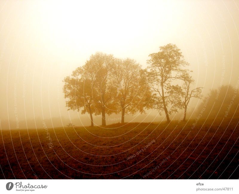 Wiener Herbst Baum Wiese Himmel