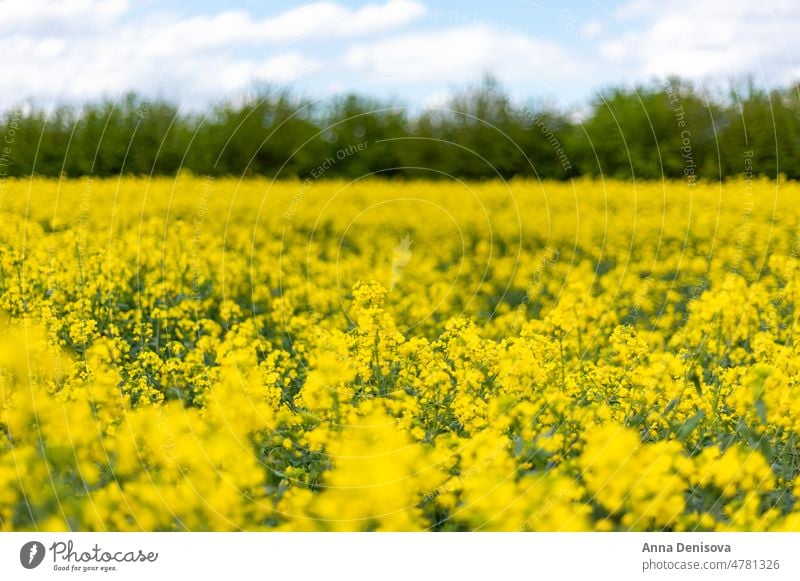 Rapsfelder im Frühjahr Frühling Feld gelb Ölsaat Vergewaltigung Ackerland Rapsblume Erdöl Pflanze Senffamilie Brassicaceae Natur Blüte Saison Ackerbau