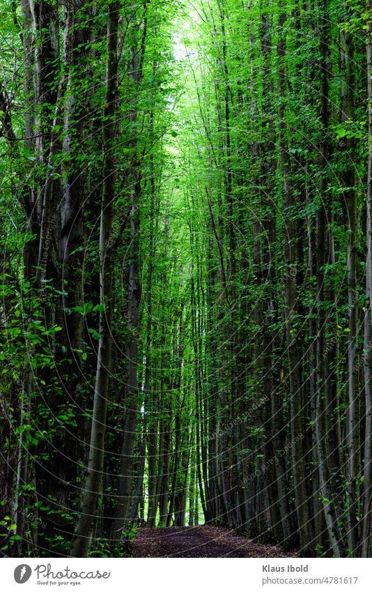 Dunkler Wald Landschaften dunkel und düster Dunkelheit Menschenleer Licht Bäume Außenaufnahme Baum Natur Kontrast Stimmung Umwelt unheimlich Einsamkeit grün