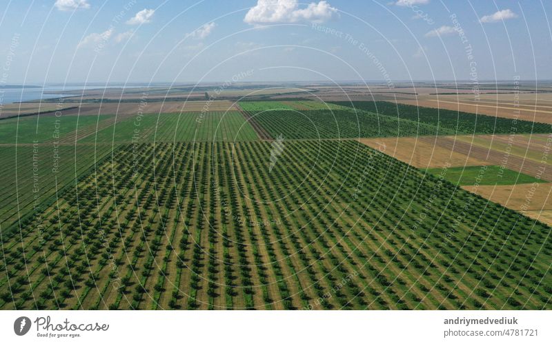 Luftaufnahme über landwirtschaftliche Gärten im Frühling Ackerbau Garten Industrie Antenne Reihen Blüte Blume Business geblümt Baum Lebensmittel Frucht Sommer