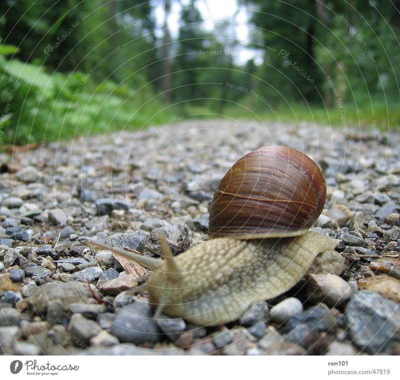 SNAIL langsam Zeit Schneckenhaus Fühler Kieselsteine Wald krabbeln Schleim Blatt Baum grau braun snail Wege & Pfade Stein Auge Himmel gün