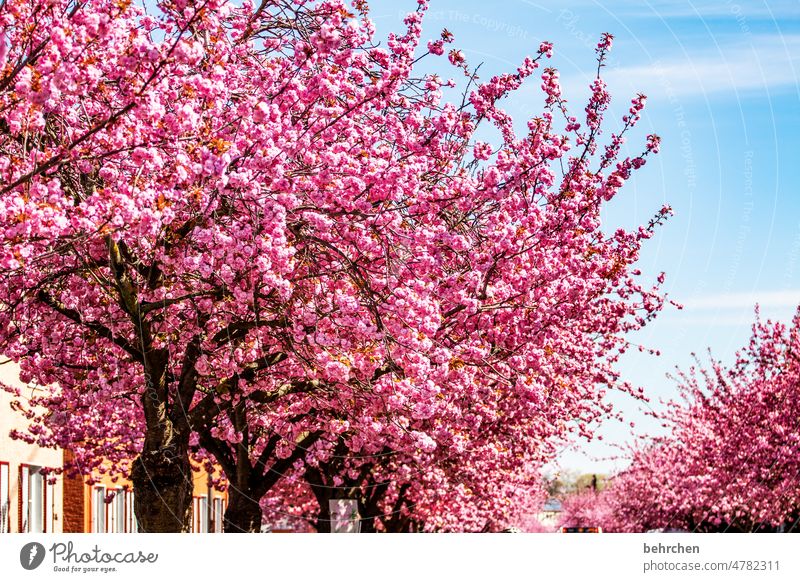 seelenwärmer Bäume Baum wunderschön Wärme Frühling Sommer Außenaufnahme Pflanze Sonnenlicht Farbfoto Menschenleer Leichtigkeit zart sommerlich Duft blühen Blüte