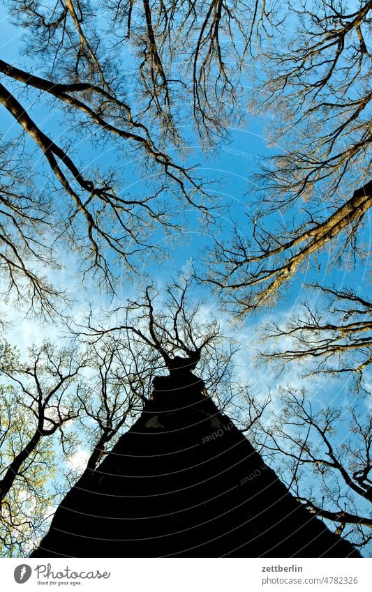 Froschperspektive im Wald (Standardausführung) ast baum dunkel dämmerung erholung erwachen ferien frühjahr frühling frühlingserwachen himmel knospe menschenleer