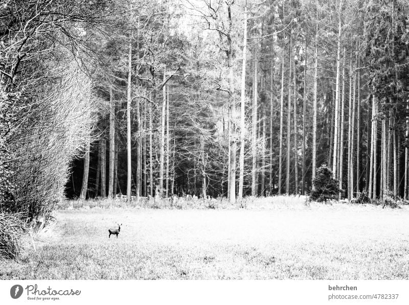 manchmal ist es schön. mit sich selbst allein zu sein. sich selbst genügend. Baumstamm ruhig Wald Feld Wiese Umwelt Natur Landschaft Bäume Idylle stille Wetter