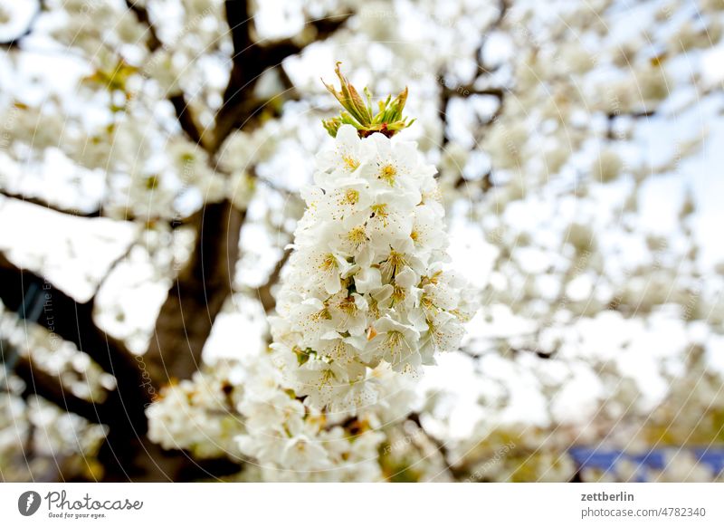 Kirschblüte ast baum erholung erwachen ferien frühjahr frühling frühlingserwachen garten himmel kleingarten kleingartenkolonie knospe menschenleer natur pflanze