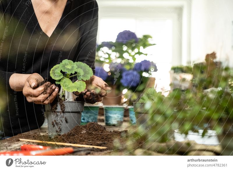 Junge Gärtnerin pflanzt mit Erde in den Händen Pelargonie Topfpflanze Gärtnerei gärtnern Pflanze Pflanzen pflanzlich mensch frau jung natur erde Blumentopf