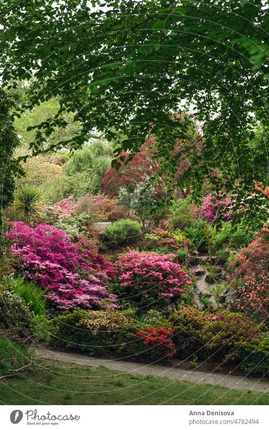 Garten mit blühenden Bäumen im Frühling Park Wales Goldregen Bogen rhododendron Pflanze Blume Munningham Natur Rhododendren rosa Blüte Blütezeit ornamental