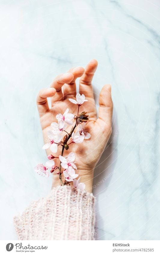 Frau Hand mit rosa Mandelblüten aus dem Ärmel auf Marmor Hintergrund Blume Frauentag Person Natur Hülse geblümt Stilrichtung trendy Blumen Blüte Konzept Duft