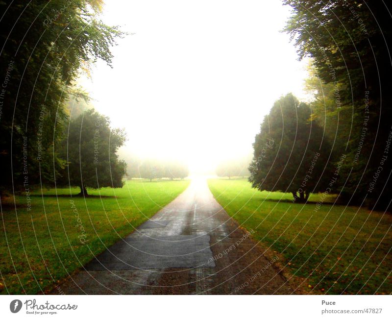 Strasse Baum grün Wiese Licht Straße