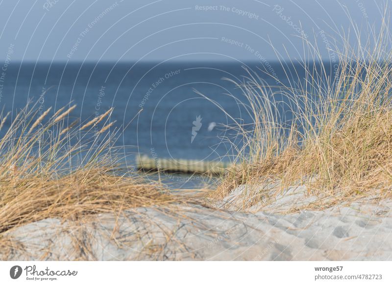 Küstenschutz am Ostseestrand Ostseeküste Buhnen Dünen Dünengras Ostseeblick Meerblick Natur Strand Ferien & Urlaub & Reisen Himmel Außenaufnahme Farbfoto