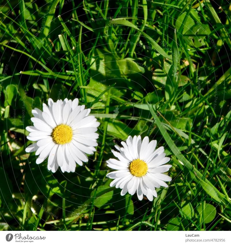 Zwei Gänseblümchen blicken strahlend aus der grünen Wiese Frühling Blume gelb weiß Blüte Nahaufnahme Blumenwiese Gras Rasen Frühlingsgefühle