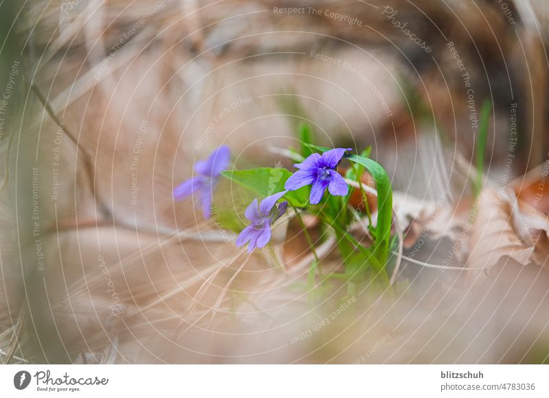 lila blümchen in braun blumen frühling farbe natur Unschärfe Frühling natürliches Licht blühend Blütezeit Frühlingsblumen Tageslicht natürliche Farbe