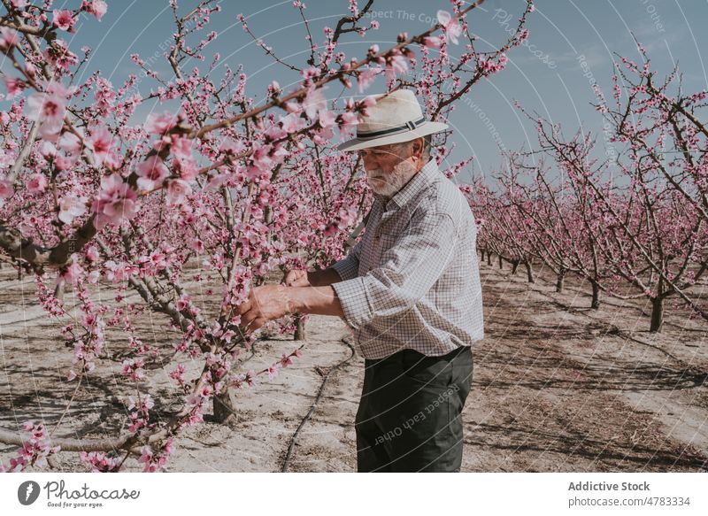 Älterer Landwirt beim Auslichten eines Aprikosenbaums Mann Baum dünn Blütezeit Schonung Obstgarten Landschaft kultivieren Garten Flora Pflanze Sommer Natur