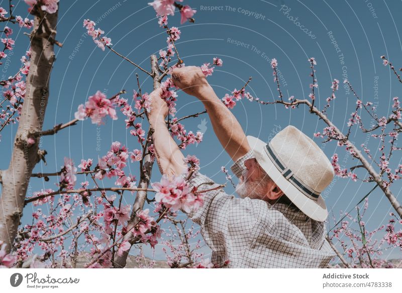 Älterer Landwirt beim Auslichten eines Aprikosenbaums Mann Baum dünn Blütezeit Schonung Obstgarten Landschaft kultivieren Garten Flora Pflanze Sommer Natur