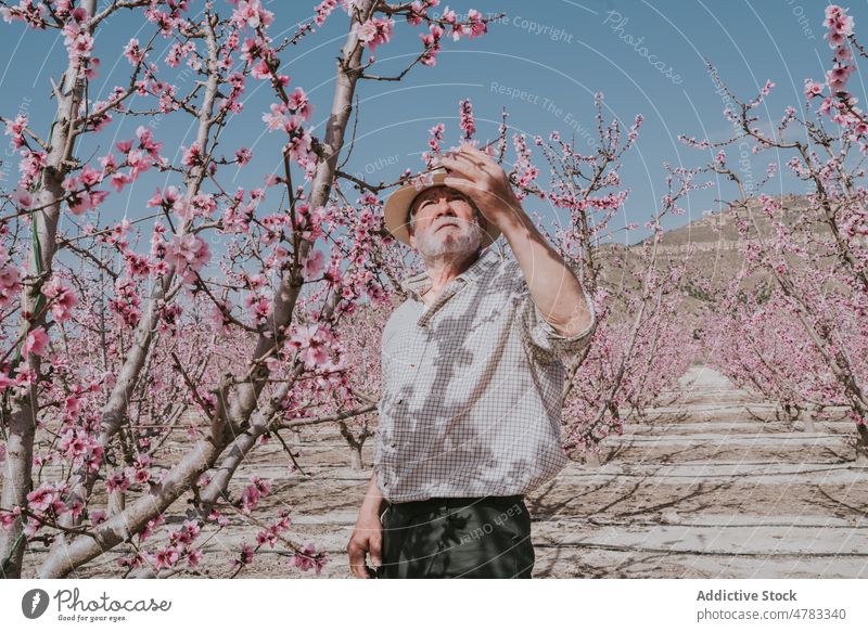 Älterer Landwirt beim Auslichten eines Aprikosenbaums Mann Baum dünn Blütezeit Schonung Obstgarten Landschaft kultivieren Garten Fokus Flora Pflanze Sommer