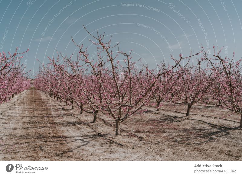 Obstgarten mit blühenden Aprikosenbäumen Baum Blume Blütezeit Schonung Landschaft kultivieren Garten Flora Pflanze Sommer Natur Feld geblümt viele frisch