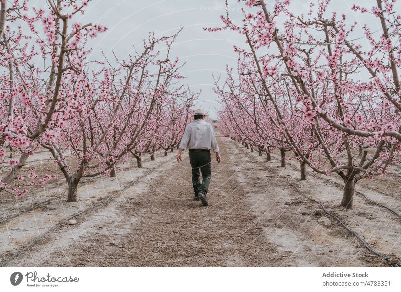 Anonymer Landwirt beim Spaziergang entlang der Aprikosenbäume Mann Baum Blütezeit Schonung Obstgarten Landschaft kultivieren Garten Flora Pflanze Sommer Natur