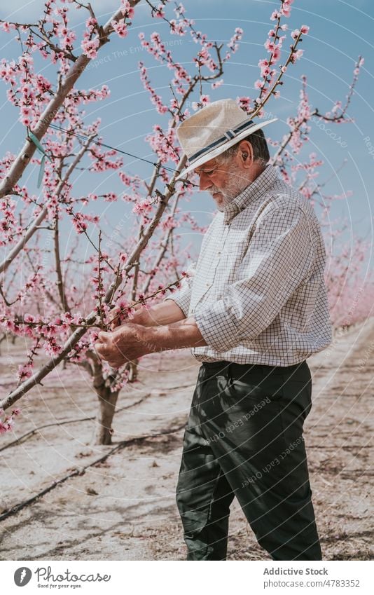 Älterer Landwirt beim Auslichten eines Aprikosenbaums Mann Baum dünn Blütezeit Schonung Obstgarten Landschaft kultivieren Garten Flora Pflanze Sommer Natur