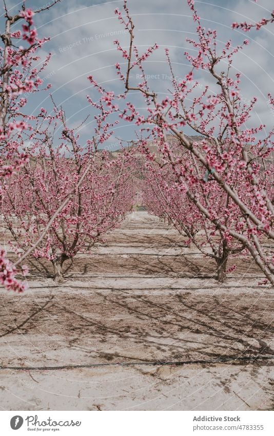 Obstgarten mit blühenden Aprikosenbäumen Baum Blume Blütezeit Schonung Landschaft kultivieren Garten Flora Pflanze Sommer Natur Feld geblümt viele frisch