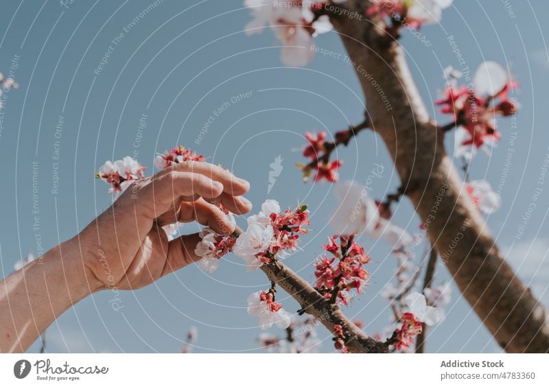 Gesichtsloser Bauer beim Ausdünnen eines Aprikosenbaums Mann Ast Baum Landwirt Blütezeit Schonung Obstgarten Landschaft kultivieren Garten Flora Pflanze Sommer