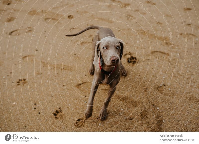 Weimaraner Hund am Sandstrand Tier Haustier Strand Ufer Stauanlage Eckzahn Küste Reinrassig Mantel niedlich gehorsam Stammbaum züchten Säugetier Kragen