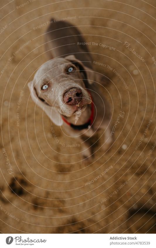 Weimaraner Hund am Sandstrand Tier Haustier Strand Ufer Stauanlage Eckzahn Küste Reinrassig Mantel niedlich gehorsam Stammbaum züchten Säugetier Kragen