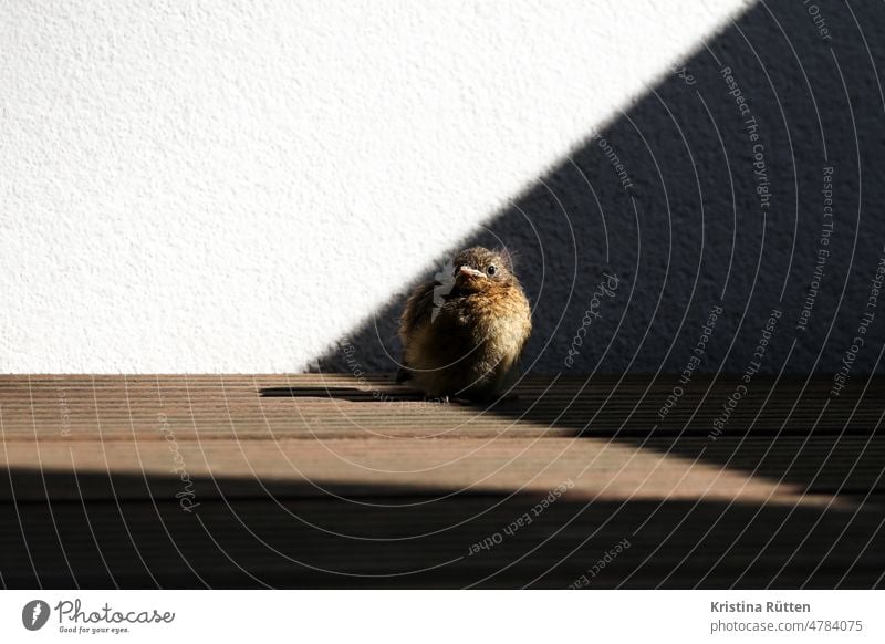 licht und schatten und junges rotkehlchen jungvogel vögelchen ästling balkon urban lebensraum hell dunkel singvogel fliegenschnäpper klein niedlich