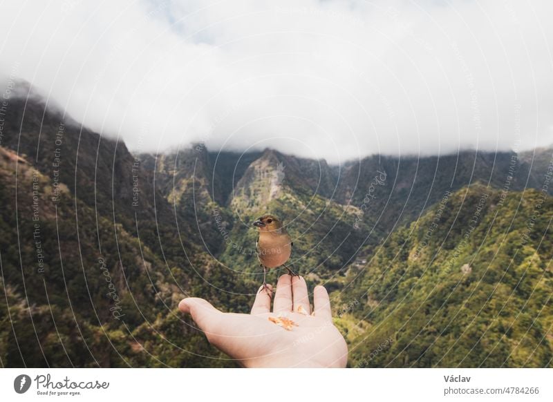 Der seltene Madeirische Buchfink ist auf die Hand des Mannes geflogen, um Futterkrümel zu finden und zu sehen, ob er in Sicherheit ist. Fringilla coelebs maderensis. Die Erfahrung des Lebens. Levada dos Balcoes, Madeira, Portugal