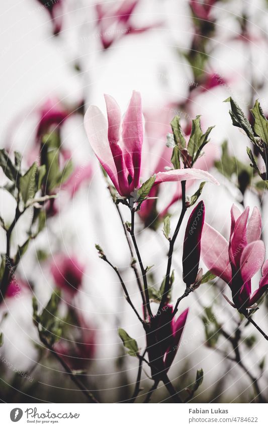 Magnolienblüte Blume Frühling welk rosa pink Magnoliengewächse Magnolienbaum Natur Blüte natürlich Pflanze