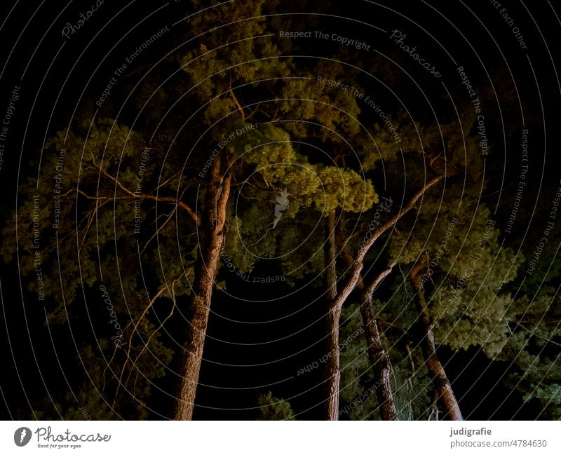 Kiefern, nachts Baum Nacht Bäume dunkel Licht Bewegung Wind unheimlich Natur geheimnisvoll Wald Abend Dunkelheit leuchten Stimmung Rauschen Angst verlaufen