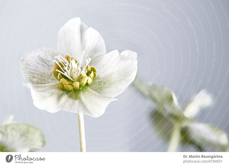 Christrose, Helleborus niger;  Blüte Lenzrose Schneerose Winterblüher blühen Pflanze Blume Hahnenfußgewächse Ranunculaceae Staude ausdauernd krautig winterhart