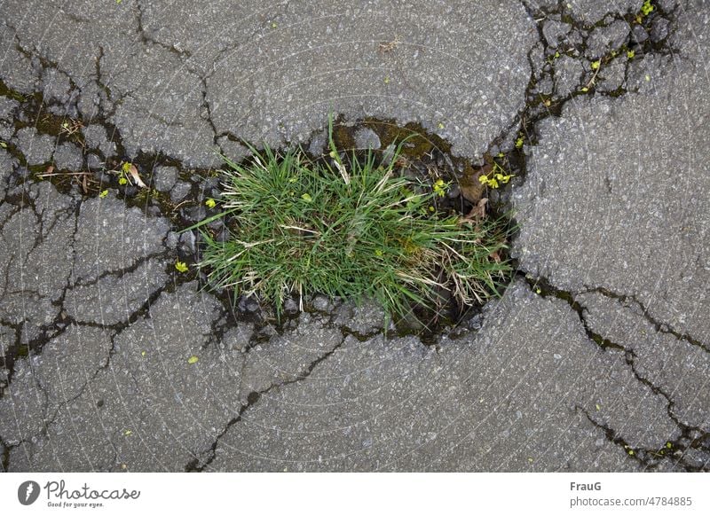 auch Löcher halten nicht ewig | manchmal wächst Gras drüber... Asphalt Straßenbelag Wege & Pfade Verkehrswege Risse Loch kaputt Frostschaden zugewachsen Blüten