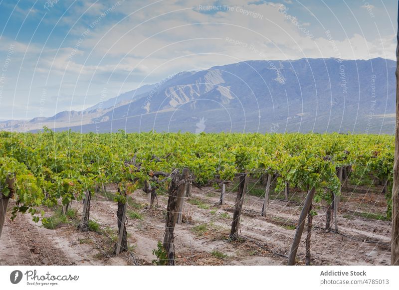 Gleichmäßige Reihen von Weinbergen im Tal bei schönem Wetter Berge u. Gebirge Landschaft Sommer grün Natur Ackerbau Tourismus Garten Himmel Pflanze Traube